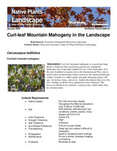 JanuaryHG/Native PlantsCurl-leaf Mountain Mahogany in the Landscape Heidi Kratsch, Extension Ornamental Horticulture Specialist