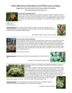 Medicinal plants / Chionanthus / Honeysuckle / Viburnum / Privet / Nandina / Holly / Shrub / Vine / Asterids / Botany / Eudicots