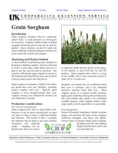 Food and drink / Land management / Sorghum / Commercial sorghum / Maize / Herbicide / Crop rotation / Sudan grass / Sweet sorghum / Agriculture / Tropical agriculture / Cereals