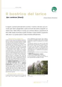 ECOLOGIA  Il bostrico del larice (Ips cembrae [Heer])  di DAGMAR NIERHAUS-WUNDERWALD