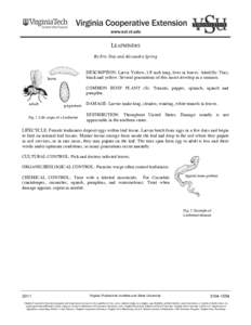 Birch leafminer / Phyla / Protostome / Chrysomelidae / Pegomya hyoscyami / Agricultural pest insects / Folivores / Leaf miner