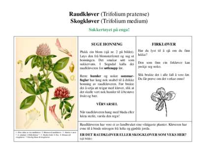 Raudkløver (Trifolium pratense) Skogkløver (Trifolium medium) Sukkertøyet på enga! SUGE HONNING  FIRKLØVER