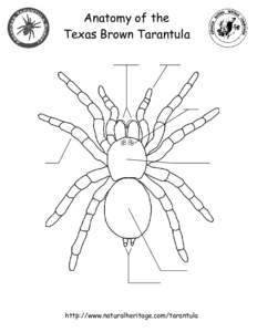Anatomy of the Texas Brown Tarantula http://www.naturalheritage.com/tarantula  