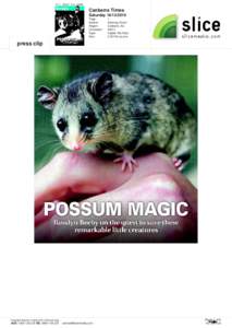 Pygmy possum / Kosciuszko National Park / Snowy Mountains / Mammals of Australia / Possums / Mountain Pygmy Possum