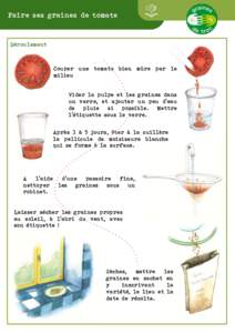 Faire ses graines de tomate  Déroulement Couper une tomate bien mûre par le milieu