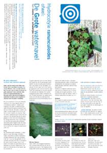 Hydrocotyle ranunculoides ofwel: De Grote waternavel  Een mooie maar schadelijke waterplant