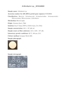 Arthrobacter sp._KM349893 Sample name: Arthrobacter sp. Accession number for 16S rRNA partial gene sequence: KM349893 Classification: Bacteria; Actinobacteria; Actinobacteridae; Actinomycetales; ! Micrococcineae; Microco