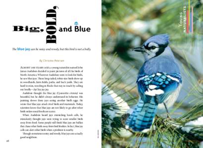 Blue Jay / Aphelocoma / Recreation / Biology / Acorn / Toronto Blue Jays / Bird / Florida Scrub Jay / Jays / Cyanocitta / Zoology