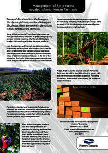 Papermaking / Agriculture / Land use / Flora of Tasmania / Trees of Australia / Plantation / Eucalyptus / Pulpwood / Sawlog / Forestry / Wood / Land management