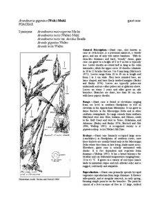 Arundinaria gigantea (Walt.) Muhl. POACEAE Synonyms: