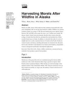 Harvesting Morels After Wildfire in Alaska  United States
