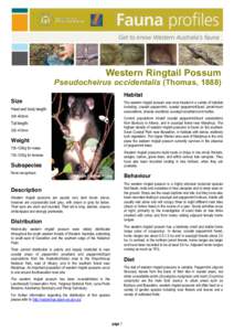 Western Ringtail Possum Pseudocheirus occidentalis (Thomas, 1888) Habitat Size  The western ringtail possum was once located in a variety of habitats