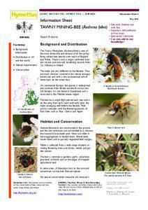 06_Andrena_fulva_1col_infosheet