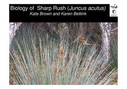 Biology of Sharp Rush (Juncus acutus) Kate Brown and Karen Bettink •An erect, very spiny plant which forms a perennial tussock up