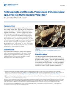 Vespidae / Hymenoptera / Vespula / Yellow jacket / Dolichovespula / Hornet / Eastern yellowjacket / Bald-faced hornet / Wasp / Dolichovespula arenaria