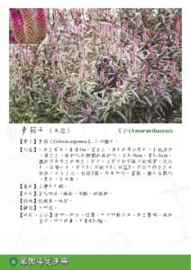 青葙子 （本經）  莧科(Amaranthaceae) 【學名】青葙（Celosia argentea L. ）的種子。 【形態】一年生草本，高達1m。莖直立，綠色或帶紅紫色，有縱條紋