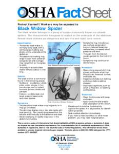 FactSheet Protect Yourself! Workers may be exposed to Black Widow Spider The black widow belongs to a group of spiders commonly known as cobweb spiders. The characteristic hourglass is located on the underside of the abd