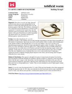 Microsoft Word - Branchiura sowerbyi.docx