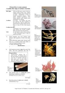 Pictured Key to some common Coralline Red Algae of southern Australia Red Algae. With some 800 species, many of which are endemic (found nowhere else), southern