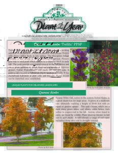 2010  NURSERY & LANDSCAPE ASSOCIATION This year marks Delaware Nursery & Landscape Association’s Sixteenth Annual Plant of the Year selection. The 2010 Herbaceous plant is Baptisia xvariicolor ‘Twilite’ PPAF. The 2