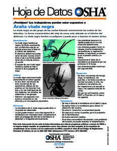 Hoja de Datos ¡Protéjase! Los trabajadores pueden estar expuestos a Araña viuda negra La viuda negra es del grupo de las arañas llamado comúnmente las arañas de las telarañas. La forma característica del reloj de