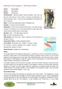 Torricelli Mountains / Political geography / Tenkile / Foja Mountains / Sepik / Macropodidae / Golden-mantled tree-kangaroo / Wewak / New Guinea / Macropods / Geography of Oceania / Oceania