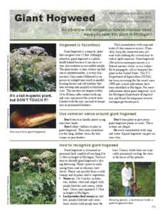 Giant Hogweed  MSU Extension Bulletin E-2935 June 2012 Please destroy previous editions