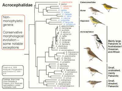 Acrocephalus / Tree warbler / Chloropeta / Thick-billed Warbler / Nesillas / Passerine / Warbler / Sibley-Monroe checklist 16 / Passerida / Acrocephalidae / Sylvioidea