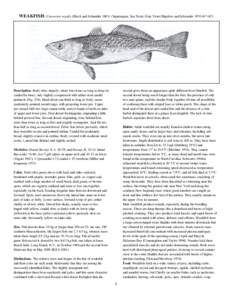 WEAKFISH / Cynoscion regalis (Bloch and Schneider[removed]Squeteague, Sea Trout, Gray Trout /Bigelow and Schroeder 1953:[removed]Description. Body slim, shapely; about four times as long as deep (to caudal fin base), onl