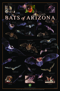 Vesper bat / Fringed Myotis / Southwestern Myotis / California Myotis / Free-tailed bat / Yuma Myotis / Western Small-footed Bat / Long-eared Myotis / Arizona myotis / Bats / Mouse-eared bats / Bats of the United States