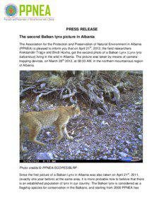 PRESS RELEASE The second Balkan lynx picture in Albania The Association for the Protection and Preservation of Natural Environment in Albania