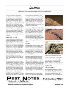 Western fence lizard / Sagebrush lizard / Herpetology / Fauna of the United States / Lizards