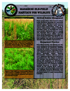 Plant communities often found in fallow fields and forest openings are commonly referred to as old-field or early successional habitat. Quality early successional plant communities, made up of native warm-season grasses 