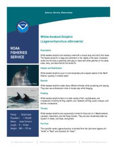 Science, Service, Stewardship  White-beaked Dolphin (Lagenorhynchus albirostris)  NOAA