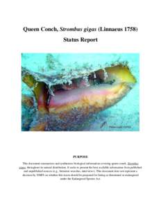 Queen Conch, Strombus gigas (Linnaeus[removed]Status Report Photo credit: CITES  PURPOSE