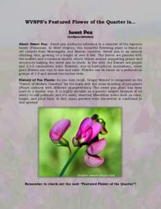 WVNPS’s Featured Flower of the Quarter is…  Sweet Pea (Lathyrus odoratus)