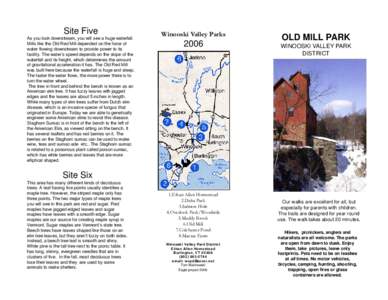 Medicinal plants / Flora of Connecticut / Flora of Ohio / Rhus typhina / Acer saccharum / Sumac / Acer rubrum / Elm / Leaf / Flora of the United States / Ornamental trees / Ulmaceae