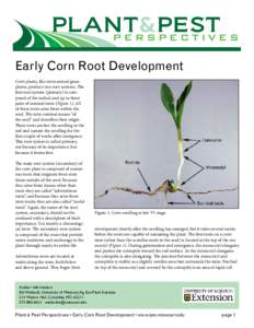 PLANT&PEST PERSPECTIVES Early Corn Root Development Corn plants, like most annual grass plants, produce two root systems. The first root system (primary) is composed of the radical and up to three