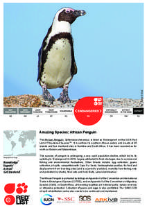© Tertius A Gous  Amazing Species: African Penguin The African Penguin, Spheniscus demersus, is listed as ‘Endangered’ on the IUCN Red List of Threatened SpeciesTM. It is confined to southern African waters and bree