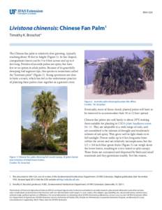 ENH-524  Livistona chinensis: Chinese Fan Palm1 Timothy K. Broschat2  The Chinese fan palm is relatively slow growing, typically