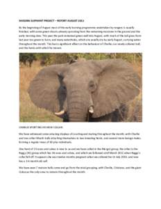 SAADANI ELEPHANT PROJECT – REPORT AUGUST 2011 By the beginning of August most of the early burning programme undertaken by rangers is usually finished, with some green shoots already sprouting from the remaining moistu