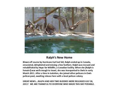 Ralph’s New Home Blown off course by Hurricane Earl last fall, Ralph ended up in Canada, emaciated, dehydrated and missing a few feathers. Ralph was rescued and