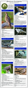 DOVES OF LOUISIANA IDENTIFICATION & STATUS Dove hunters should consult the annual regulations pamphlet for dove