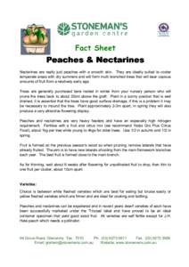 Fact Sheet  Peaches & Nectarines Nectarines are really just peaches with a smooth skin. They are ideally suited to cooler temperate areas with dry summers and will form multi branched trees that will bear copious amounts