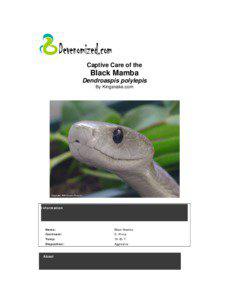 Snakes / Black mamba / Mamba / Antivenom / Black Mambas F.C. / Venom / Western green mamba / Squamata / Elapidae / Venomous snakes