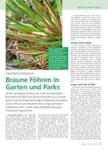 Wald und Holz  Sind die Nadeln einmal von der Krank­ heit befallen, werden sie schnell braun und fallen vorzeitig ab. Besonders auf­ fällig sind die Symptome in den Monaten