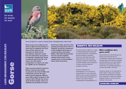 Gorse / Biogeography / Botany / Ulex gallii / Heath / Ulex minor / Ulex europaeus / Gorse in New Zealand / Faboideae / Invasive plant species / Flora