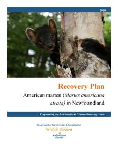Microsoft Word - Marten Recovery Plan _May 5 2010_.doc