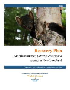 Zoology / Fisher / European pine marten / Newfoundland pine marten / Mustelidae / Newfoundland / Endangered Species Act / Labrador / Martens / Fauna of Europe / American marten