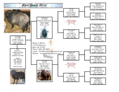 Livestock / Sheep / Megafauna / Breeder / Horn / Ear tag / Ram Pickup